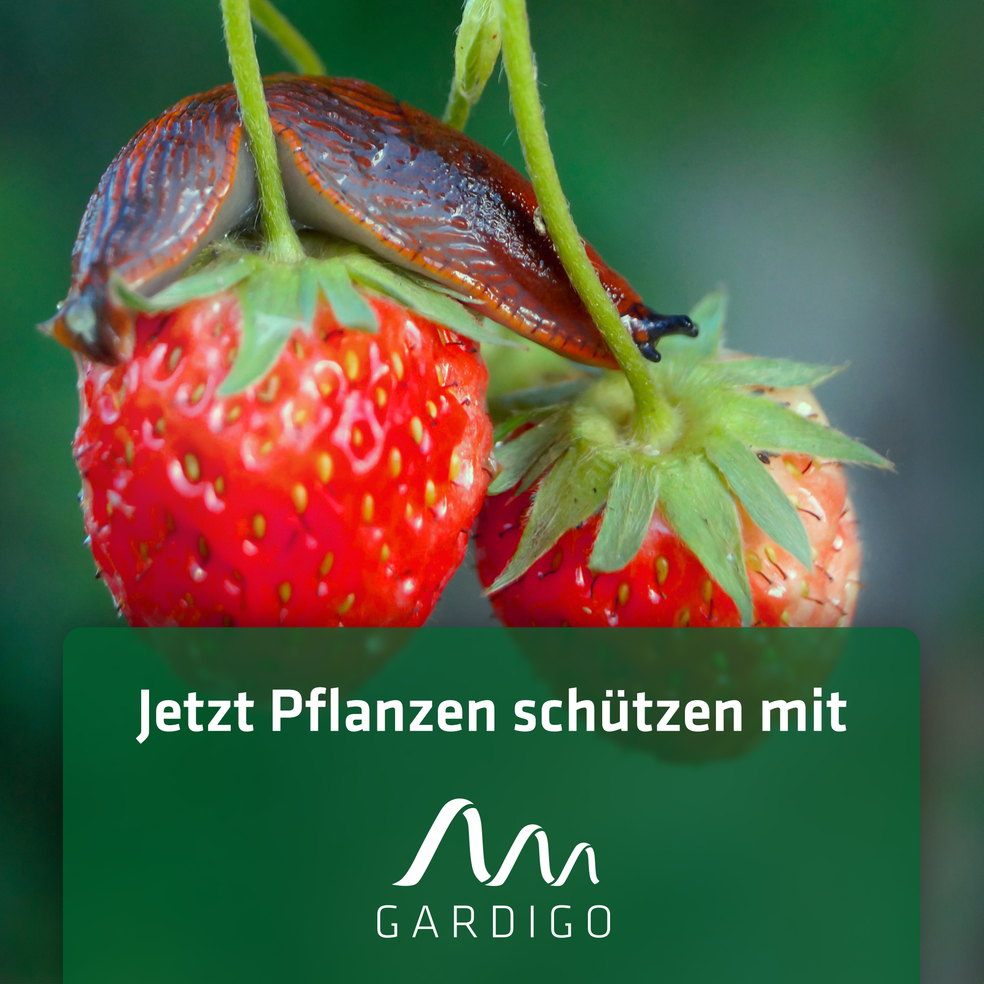 Schneckenschutz für Erdbeeren und andere Pflanzen