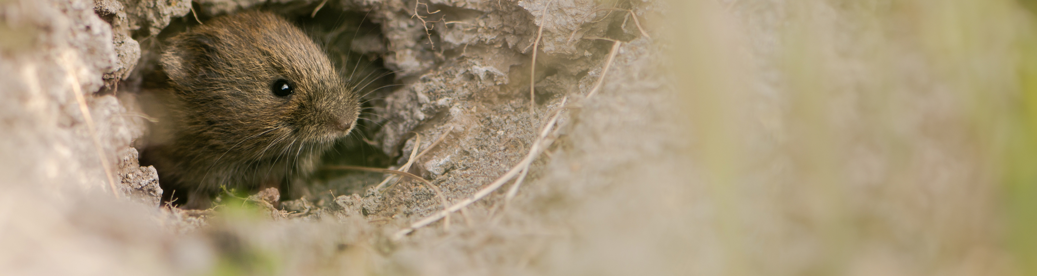 vole repellents