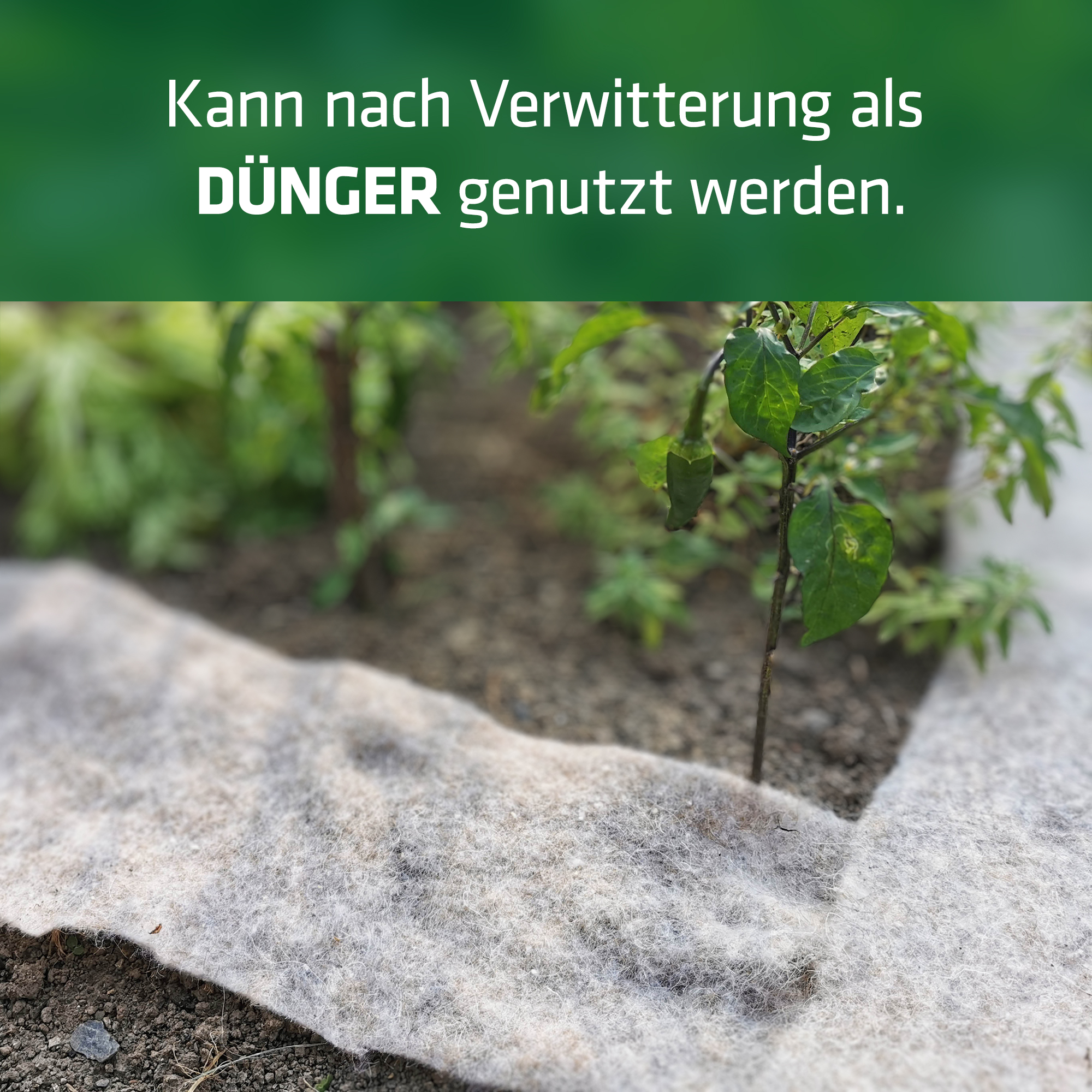 Verwitter mit der Zeit und kann dann als Dünger in den Boden eingegraben werden.
