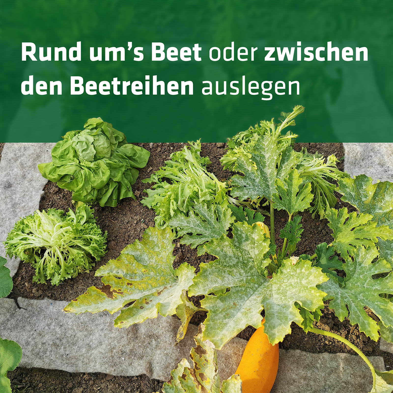 Anwendung der Schafwolle im Gemüsebeet