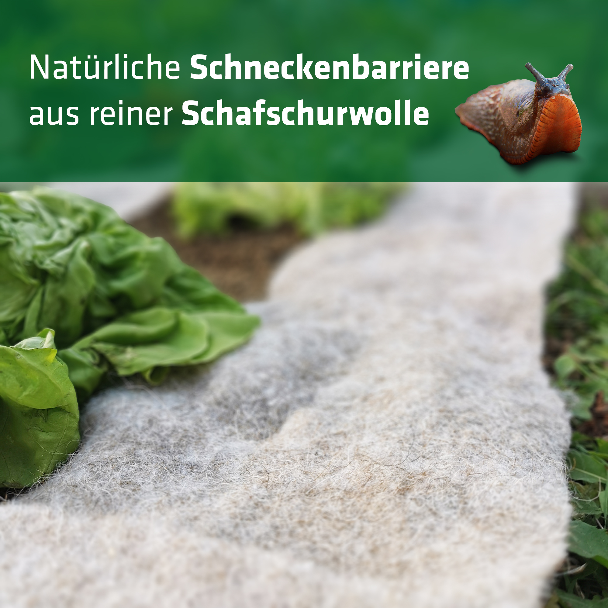 Natürliche Schafwolle zur Schneckenabwehr