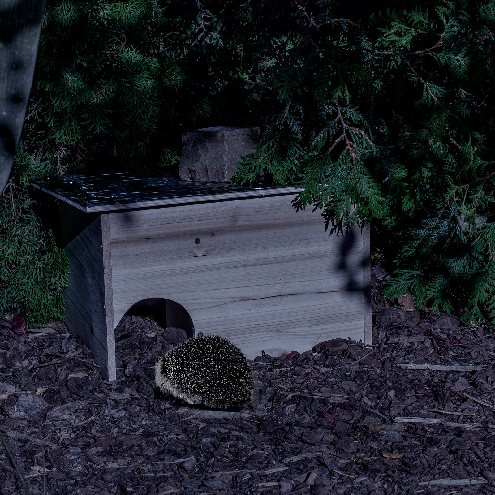 Igel sind nachtaktive Tiere und suchen schon früh nach einem Unterschlupf für den Winter.