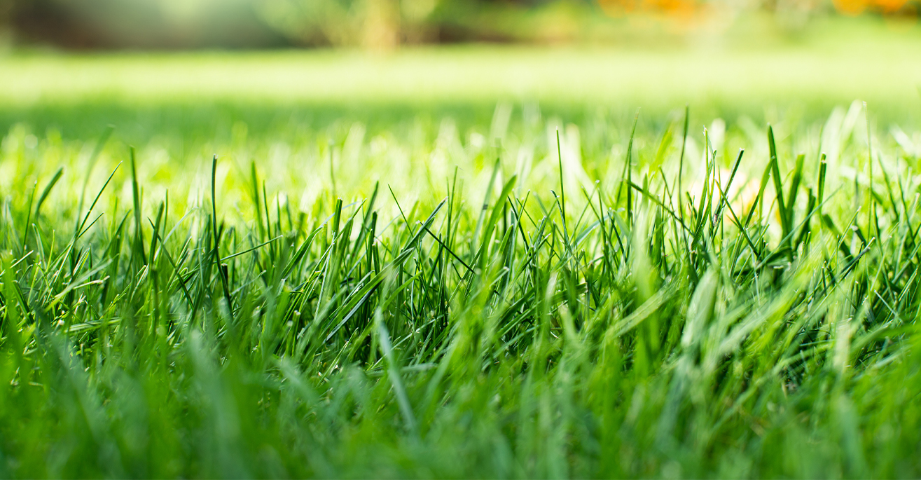 repellers for the lawn