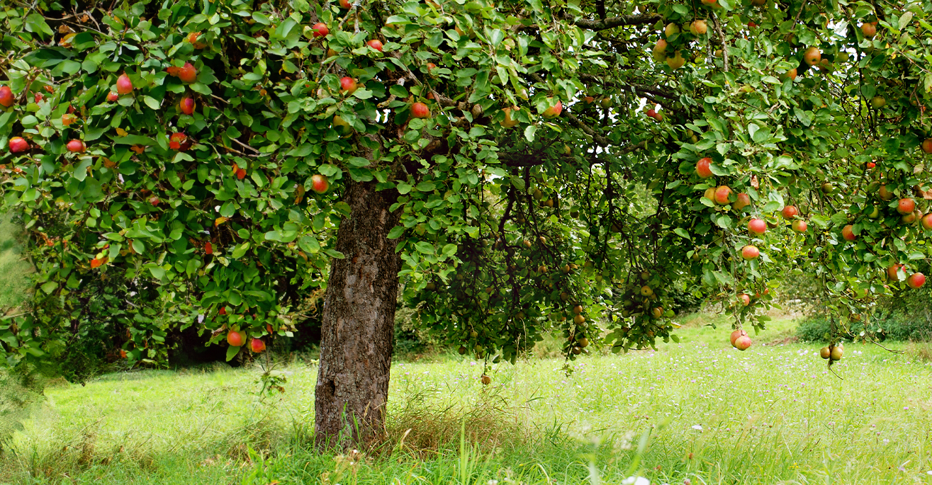 ant repellents for trees