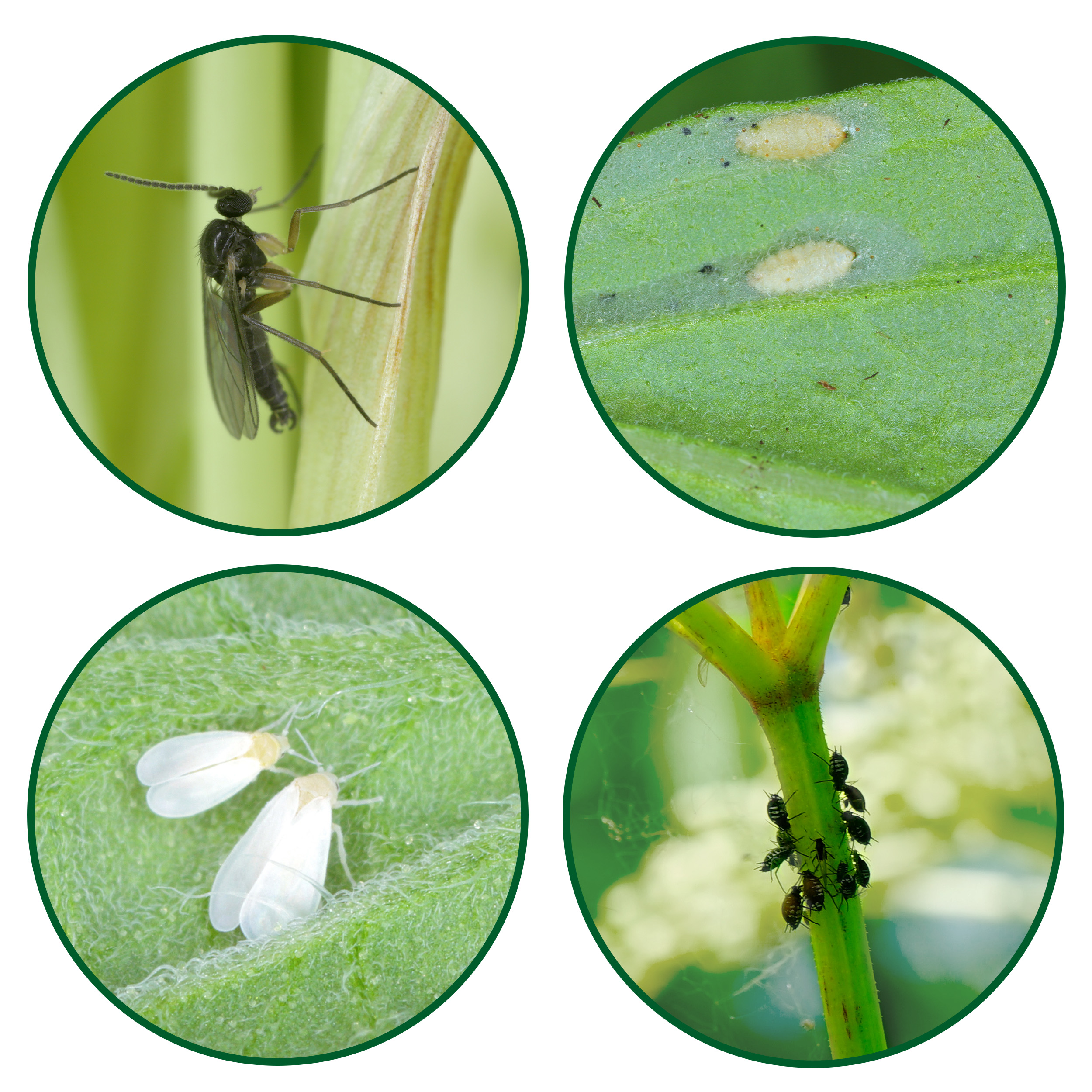 Yellow Stickers | set of 6 sticky traps | protection for indoor plants