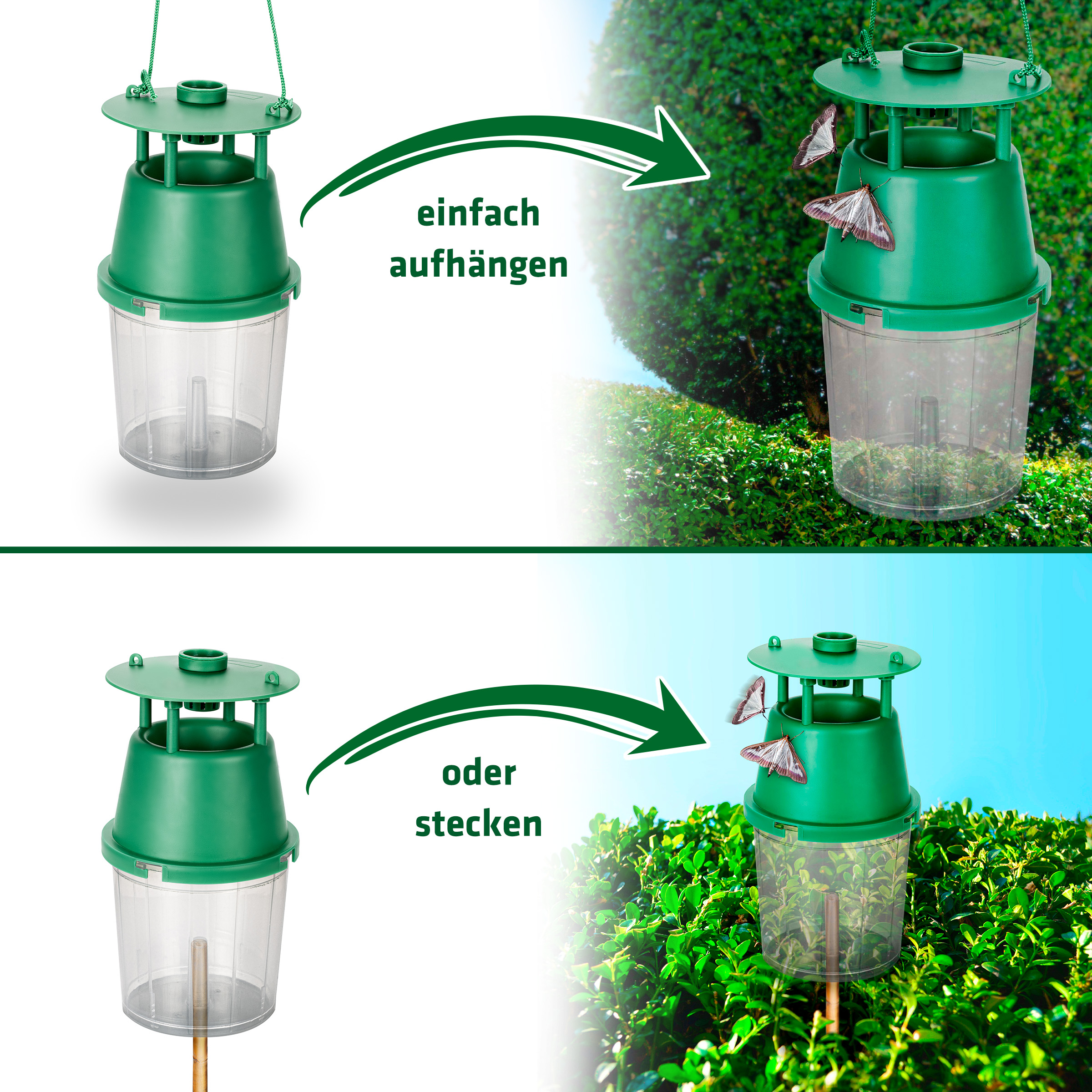 Box Tree Moth Trap | pheromone trap for monitoring