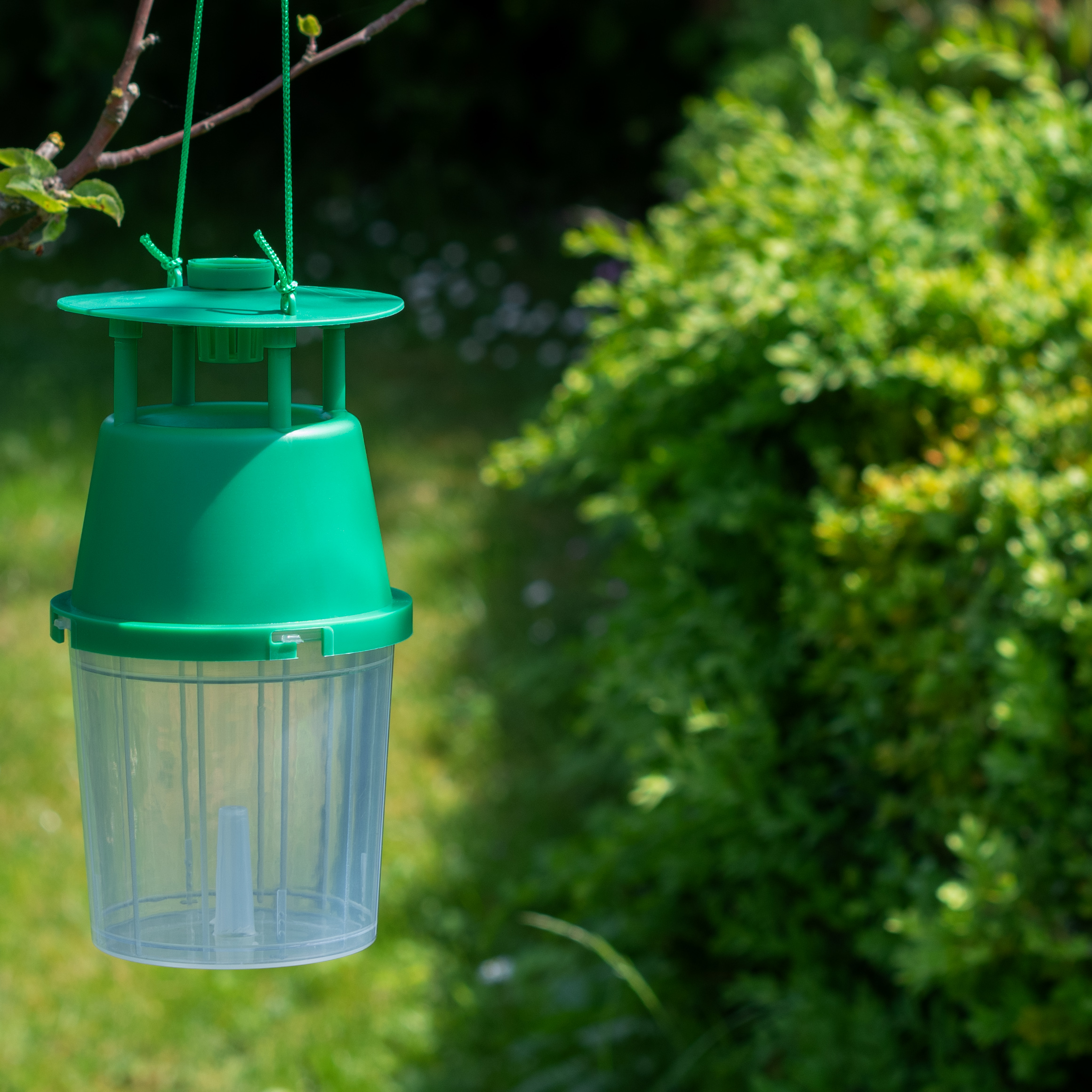 Box Tree Moth Trap | pheromone trap for monitoring