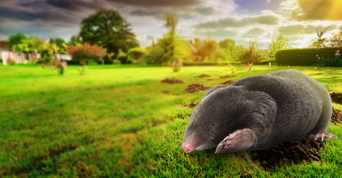 mole repellents