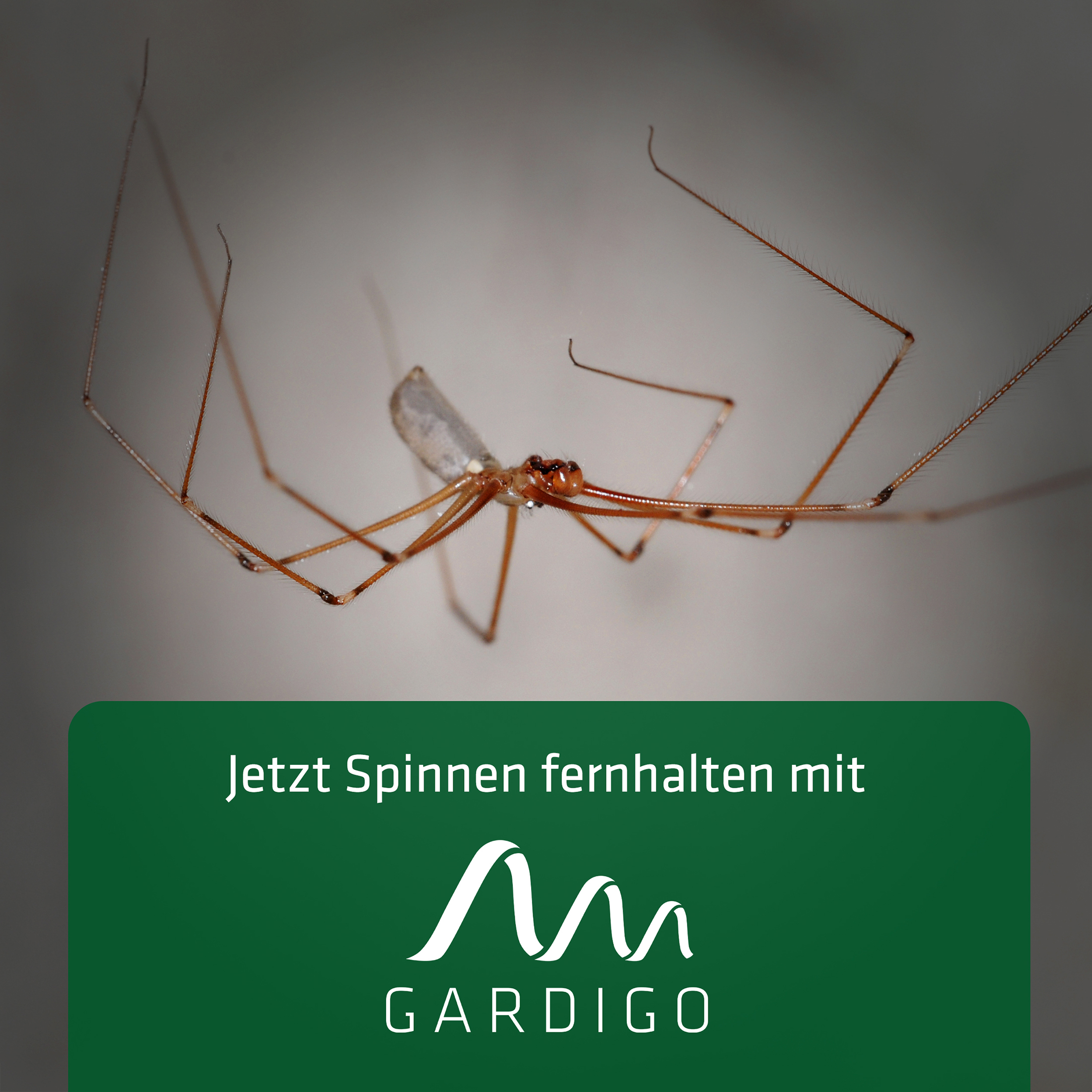 Electronic spider repellent plug | ultrasonic