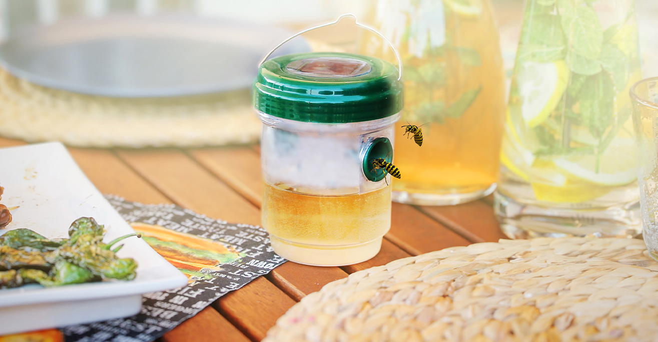 wasp trap