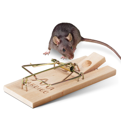 snap traps against rats