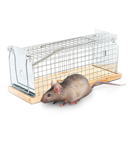 Live Rat Traps