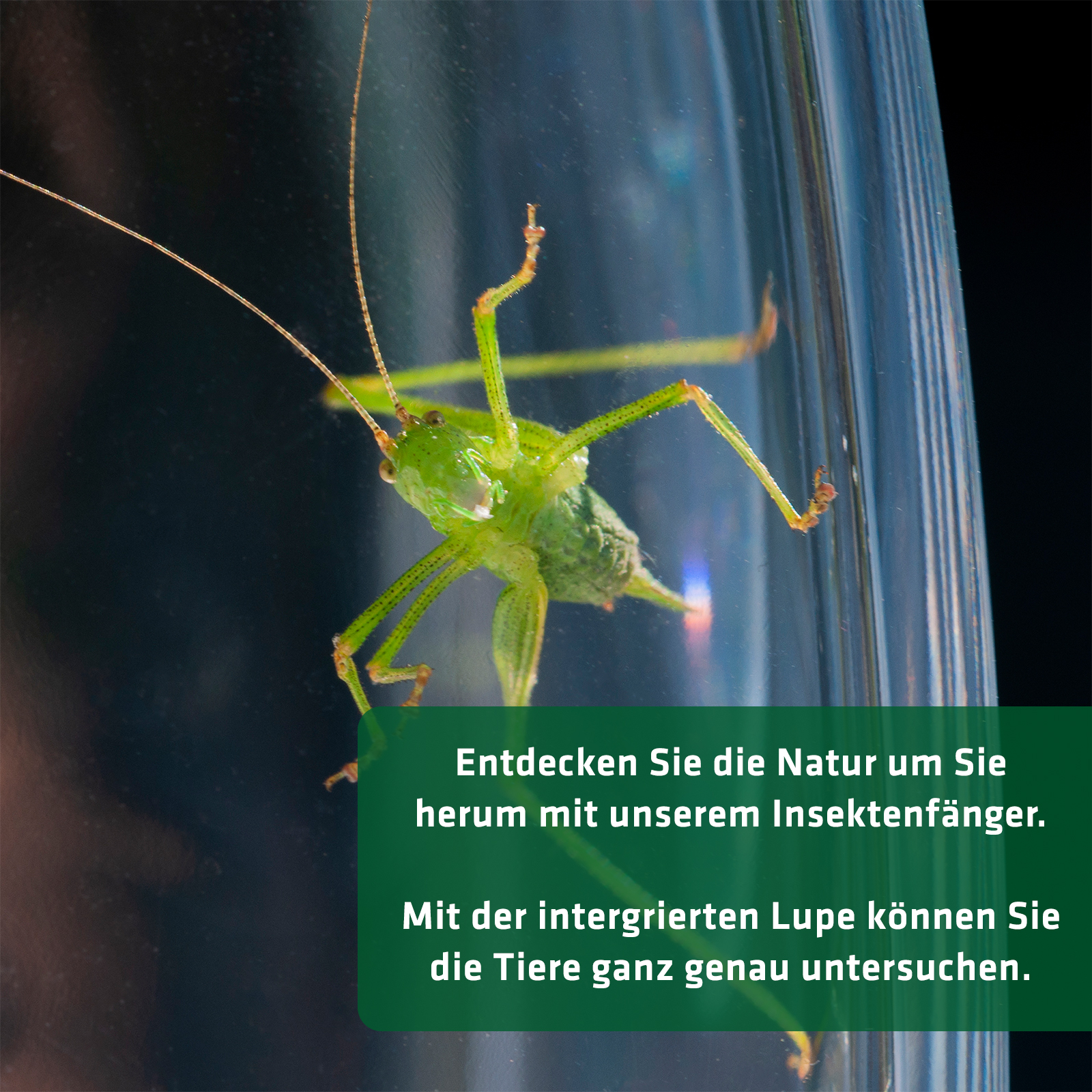 Insect Catcher | catch spiders and beetles