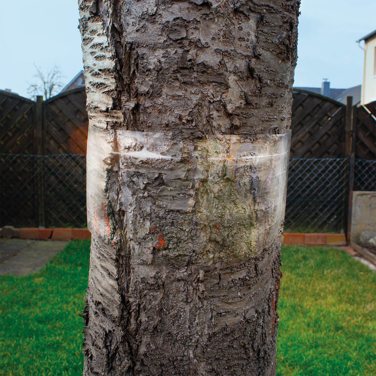 Ameisen sind zwar nicht schädlich für den Baum an sich aber begünstigen die Vermehrung von Blattläusen, da sie sich von deren Tau ernähren.