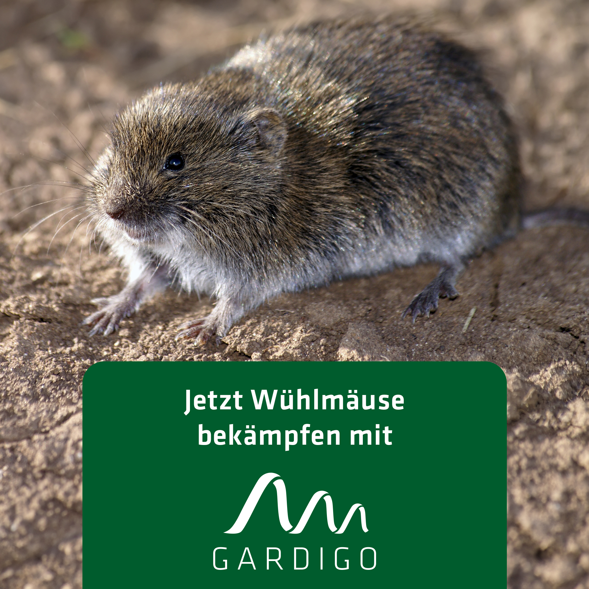 Re-usable Vole trap | plastic | no-touch