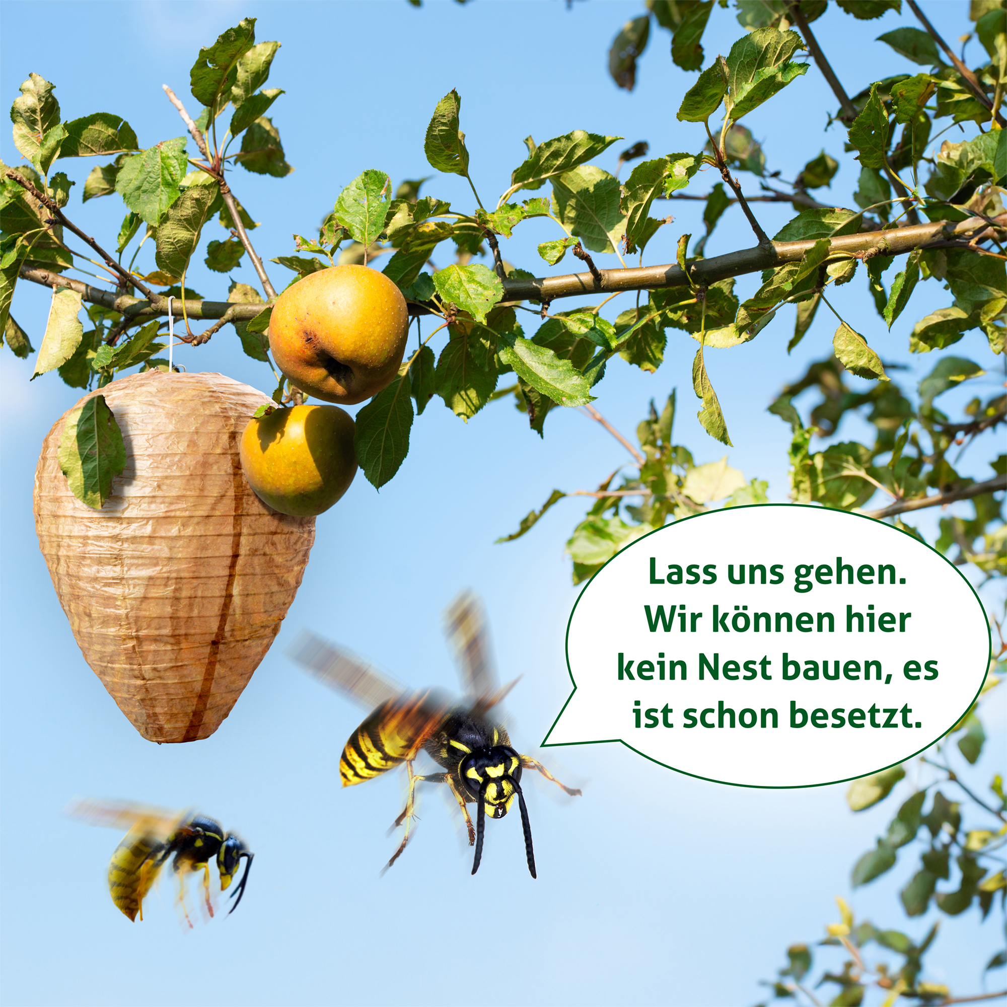 Wasp Nest Dummy | fake nest against real wasps