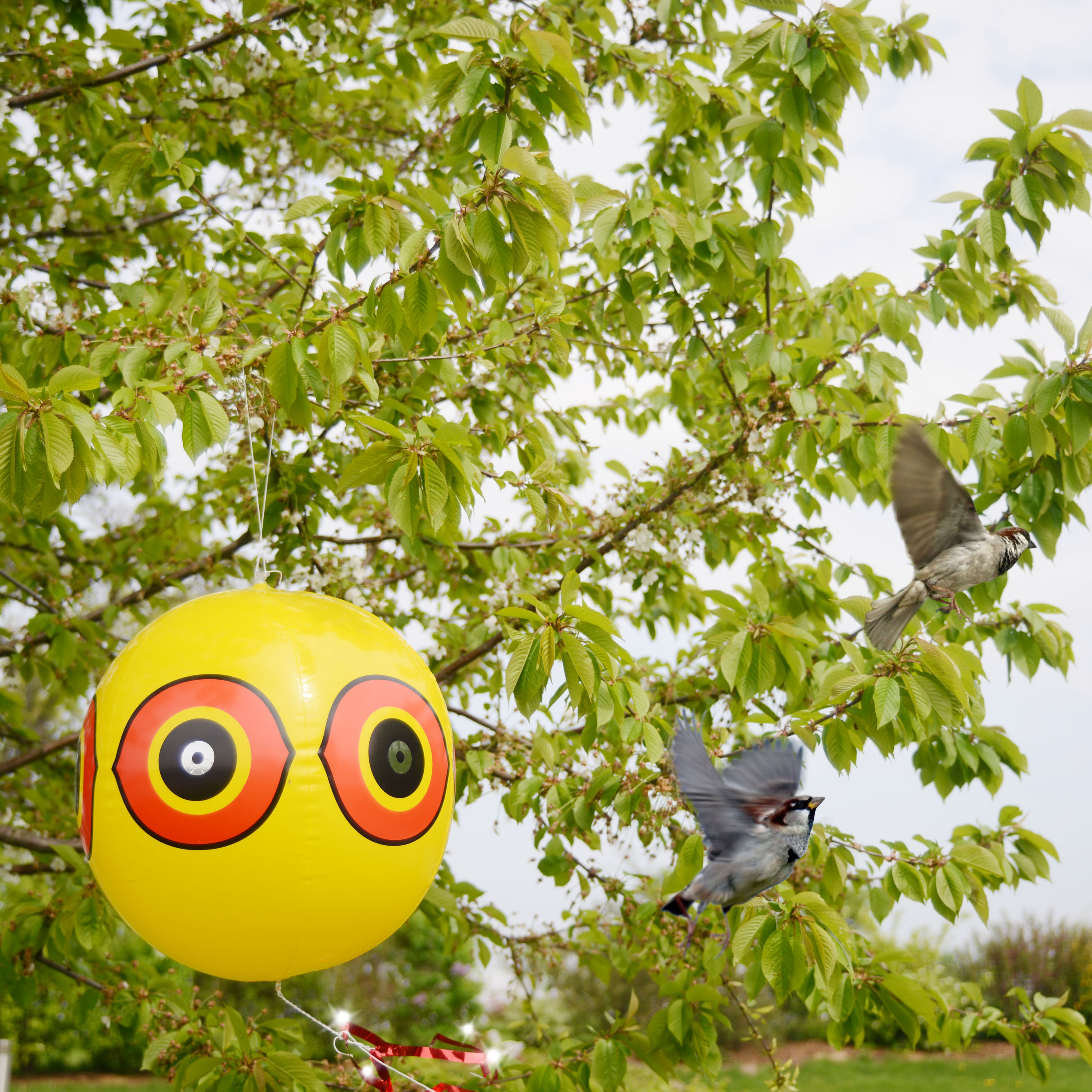 Bird & Heron Repellent Balloon | set of 2