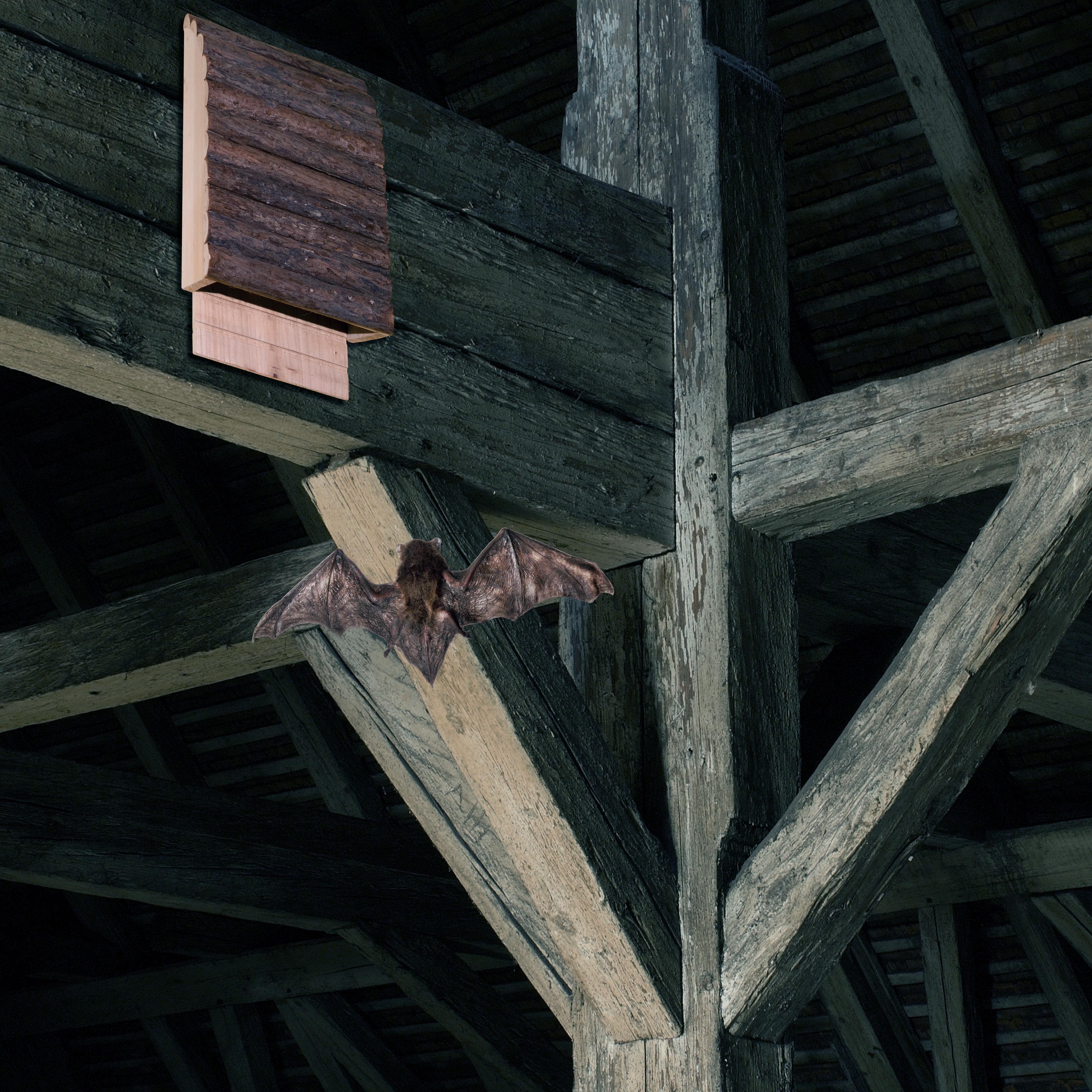 Fledermäuse ziehen gerne in die Dachstühle alter Gebäude ein aber auch da kann es zu kalt sein.