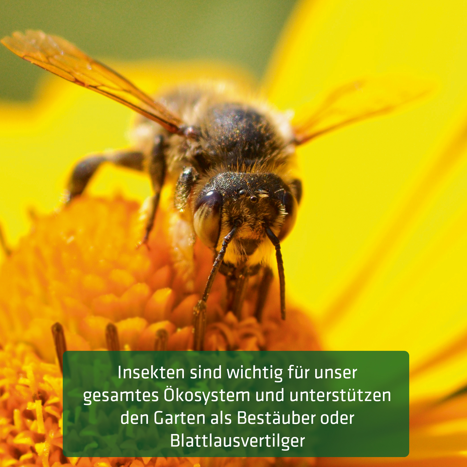 Insect hotel XXL | Large nesting aid for wild bees | Made in Germany