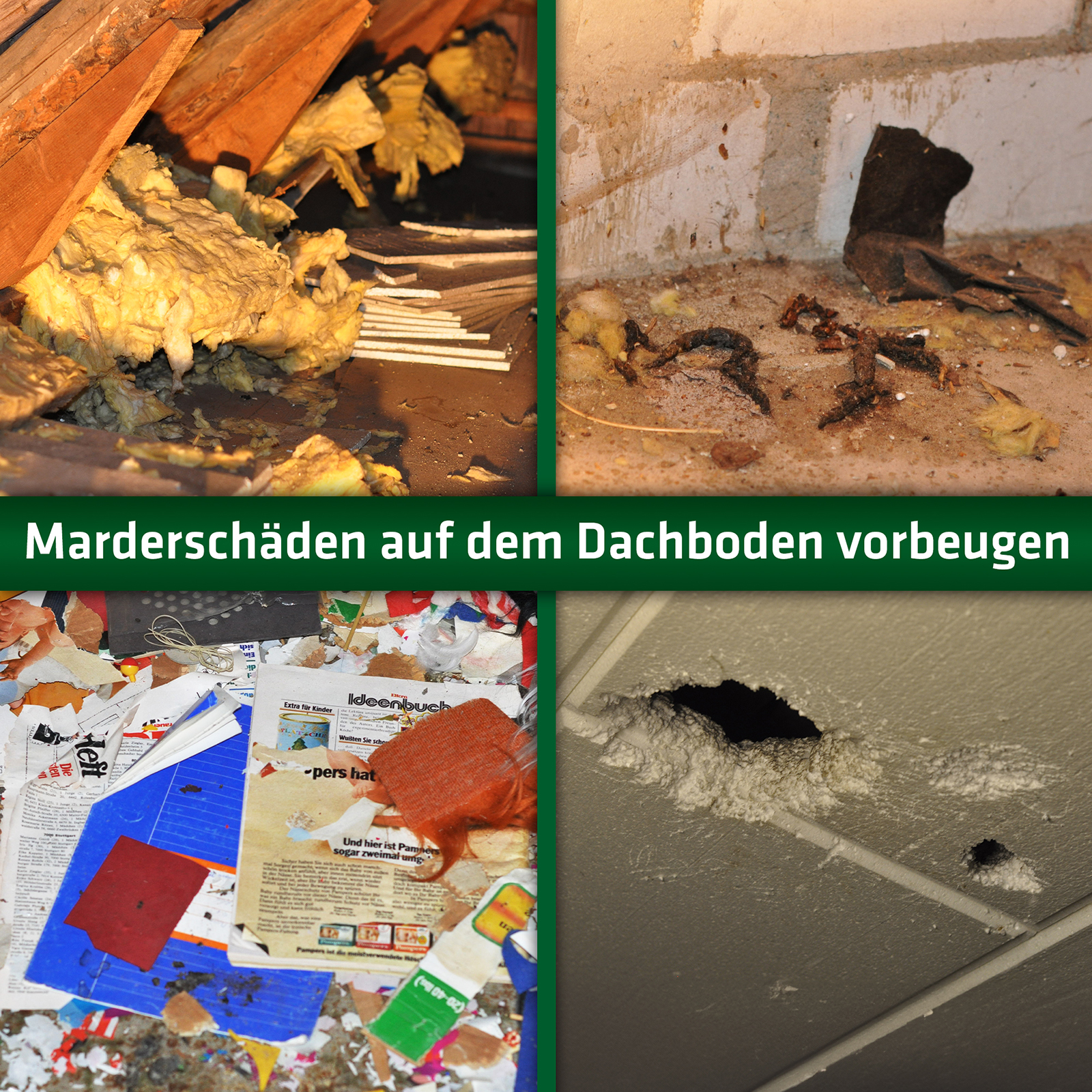 Marderschäden auf dem Dachboden vorbeugen