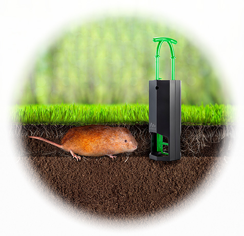 vole traps