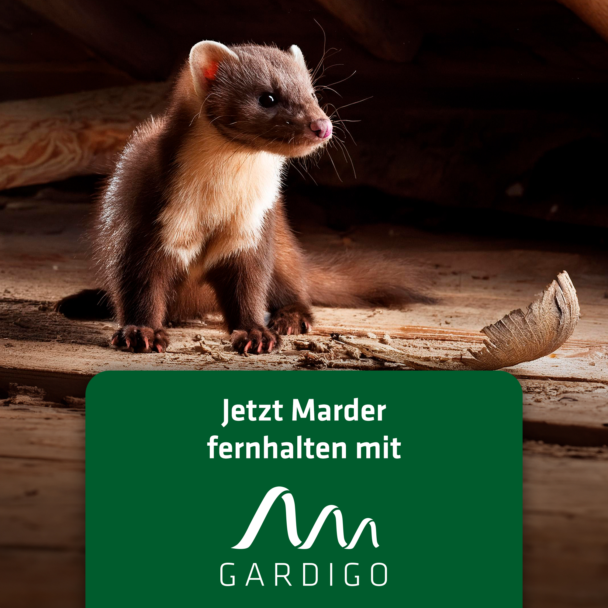 Marder fernhalten mit GARDIGO!