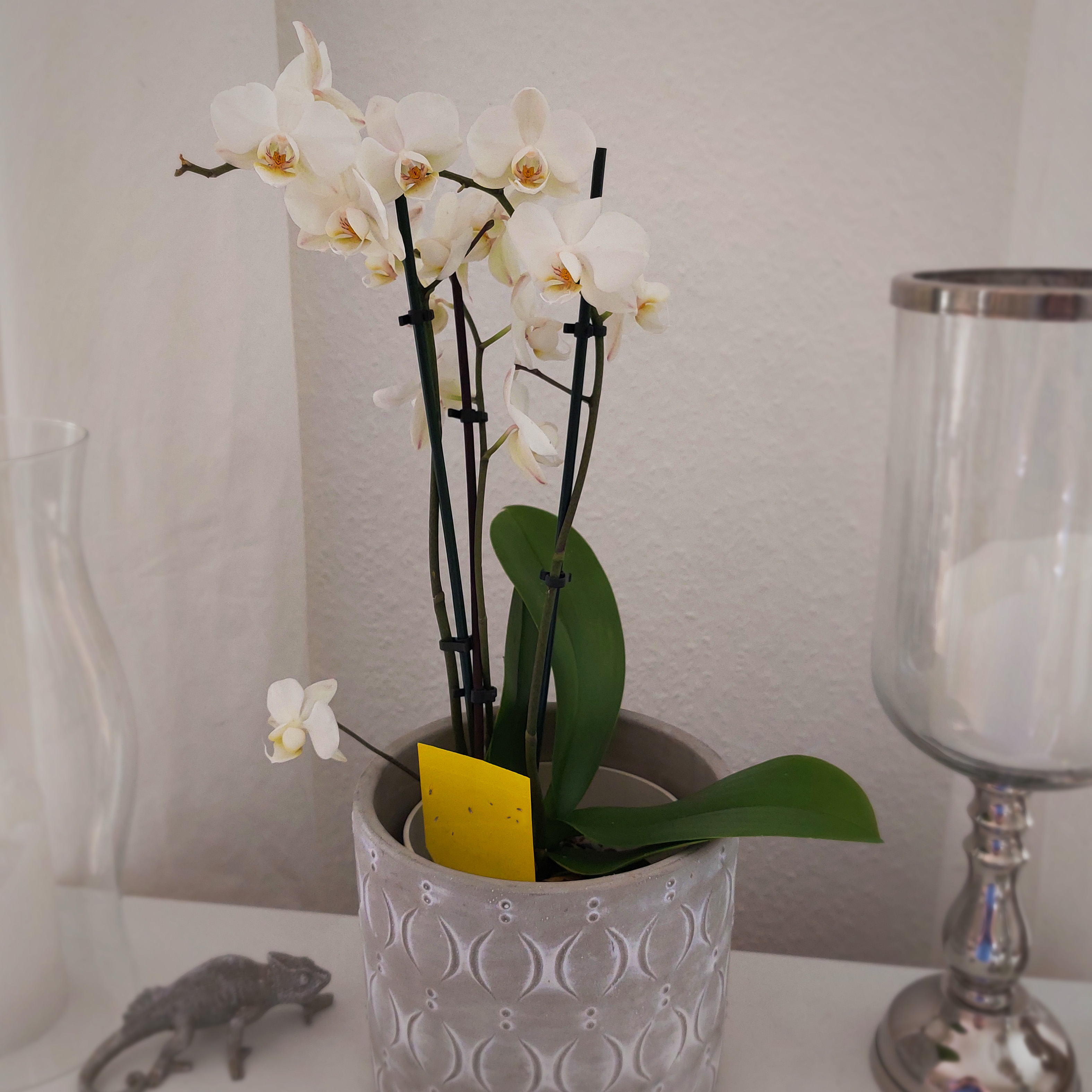 Yellow Stickers | set of 6 sticky traps | protection for indoor plants