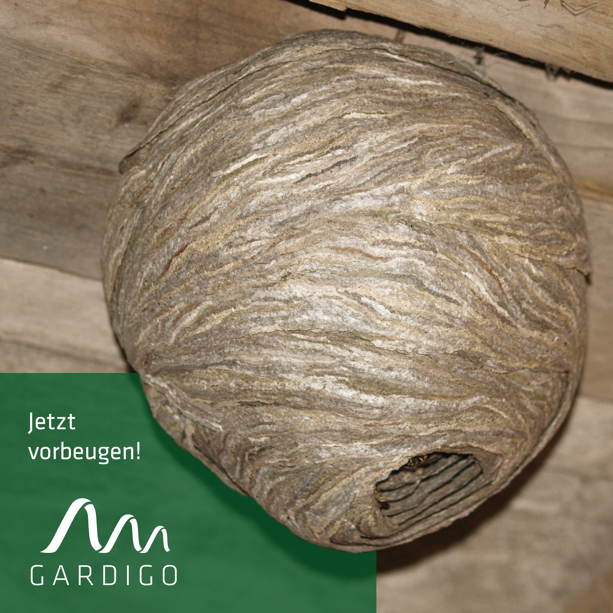 Wasp Nest Dummy | fake nest against real wasps