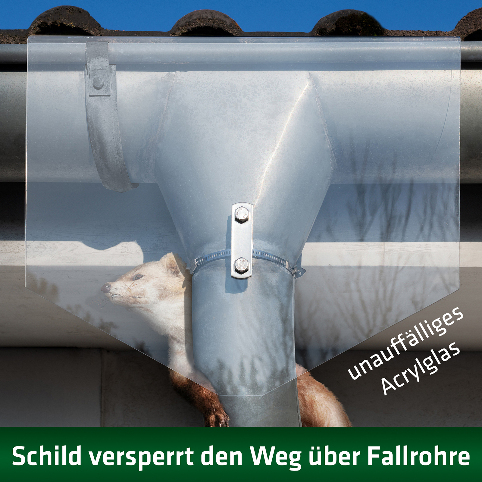 Marder gelangen meiste über die Regenrinne aufs Dach. Genau da versperrt der Marderschild aus unauffälligem Acrylglas dem Tier den Weg