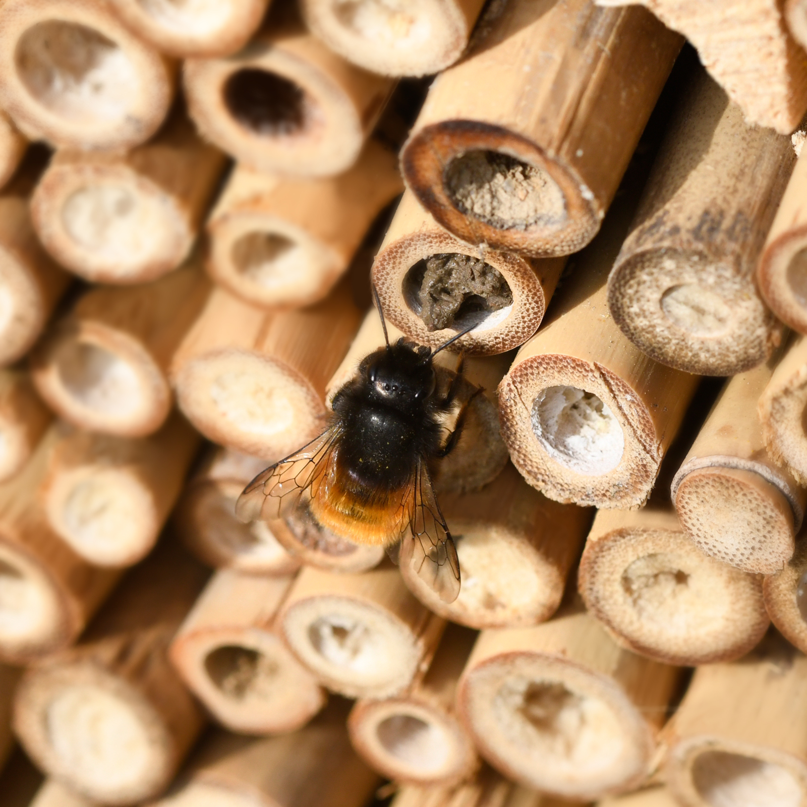 Sobald die Bienen ihre Eier gelegt haben verschließen sie die Bambusröhren von Außen.