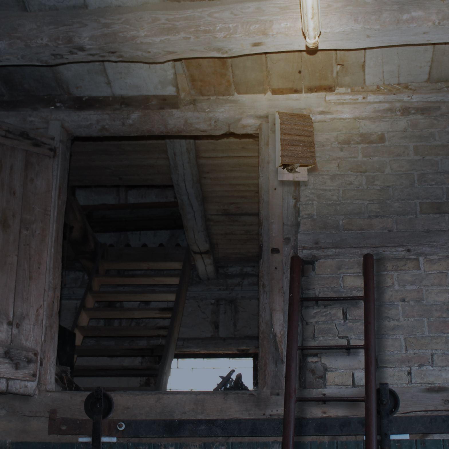 Zum Überwintern versammeln sich die Fledermäuse um sich gegenseitig Wärme zu spenden.