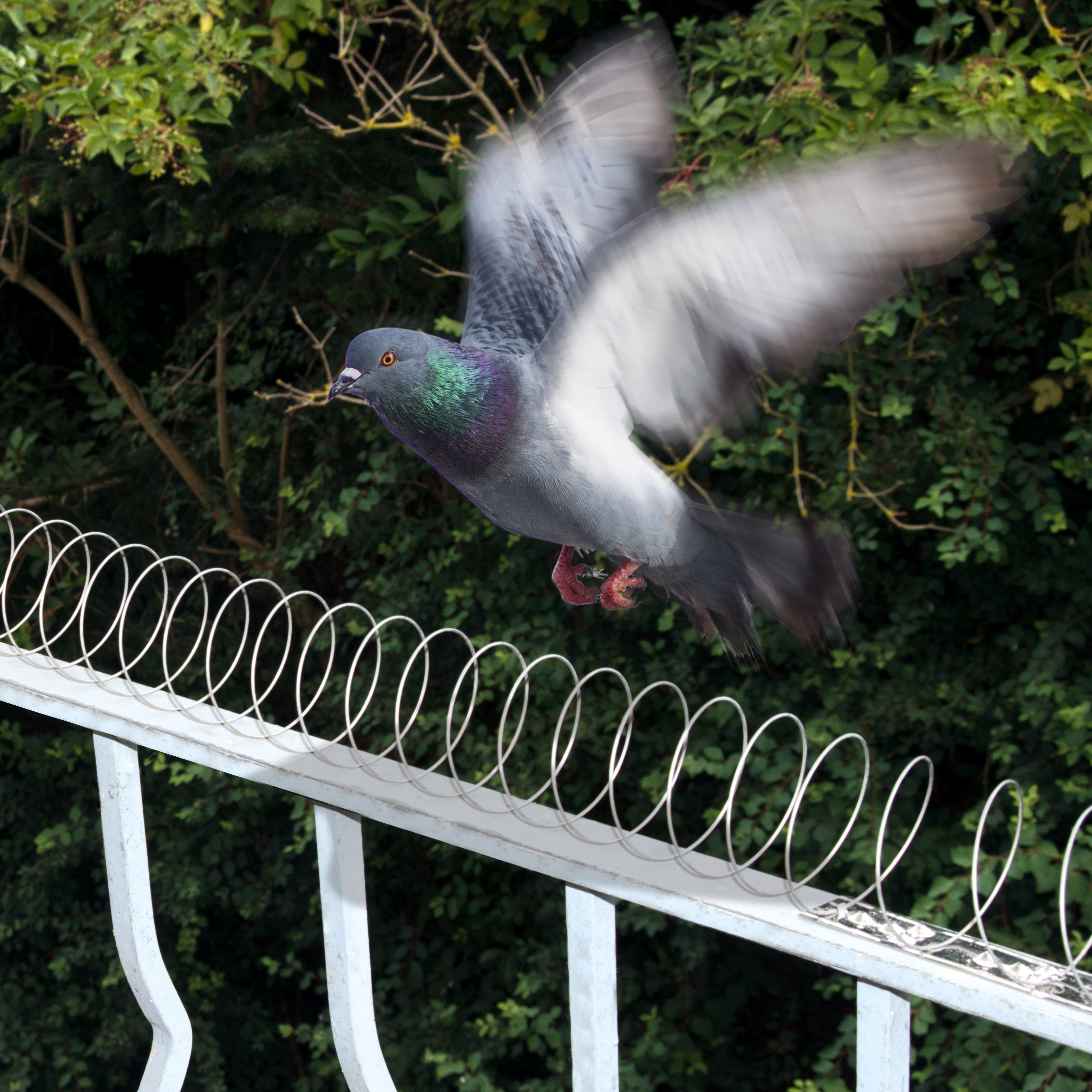 GARDIGO pigeon deterrent without spikes