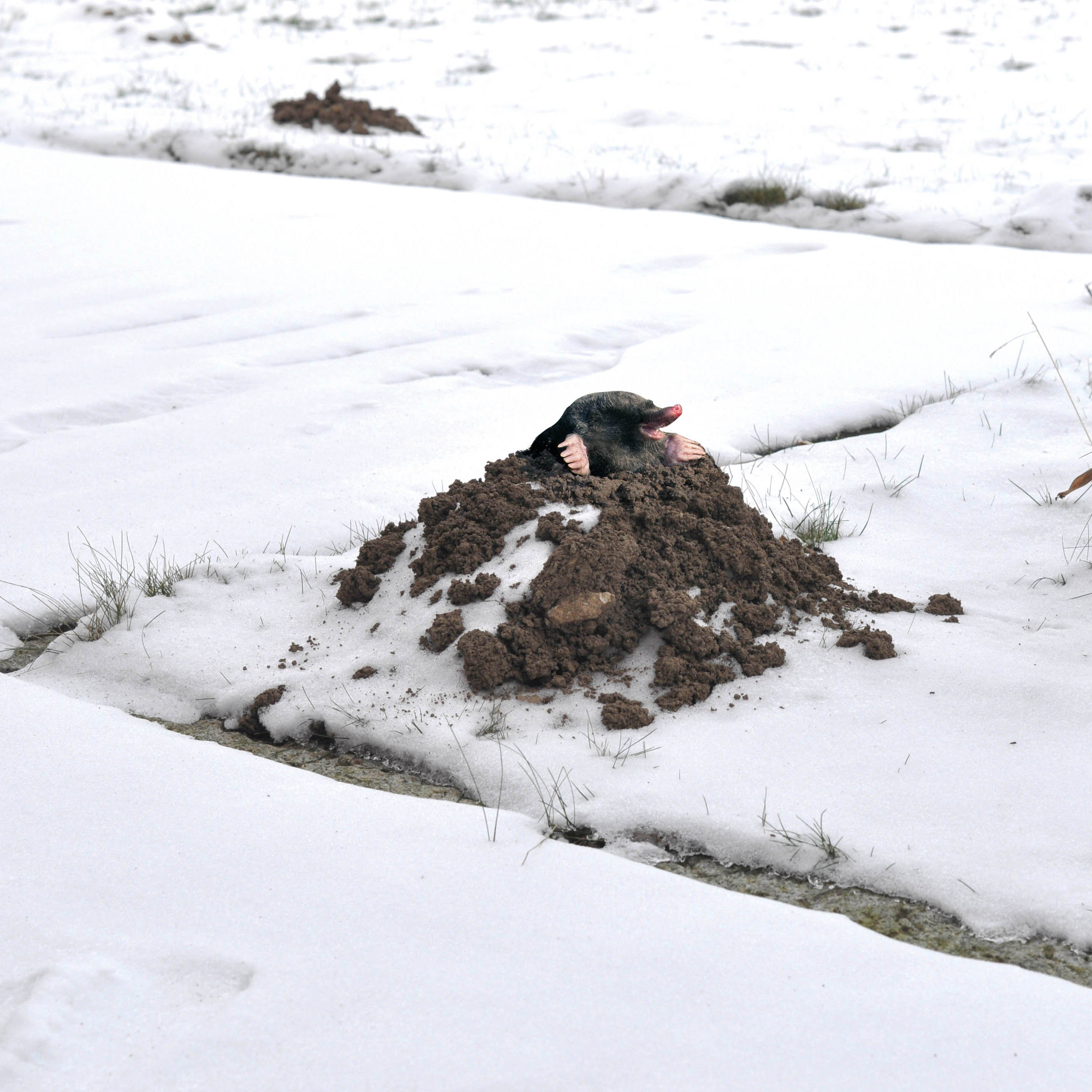 GARDIGO battery powered mole repellant basic