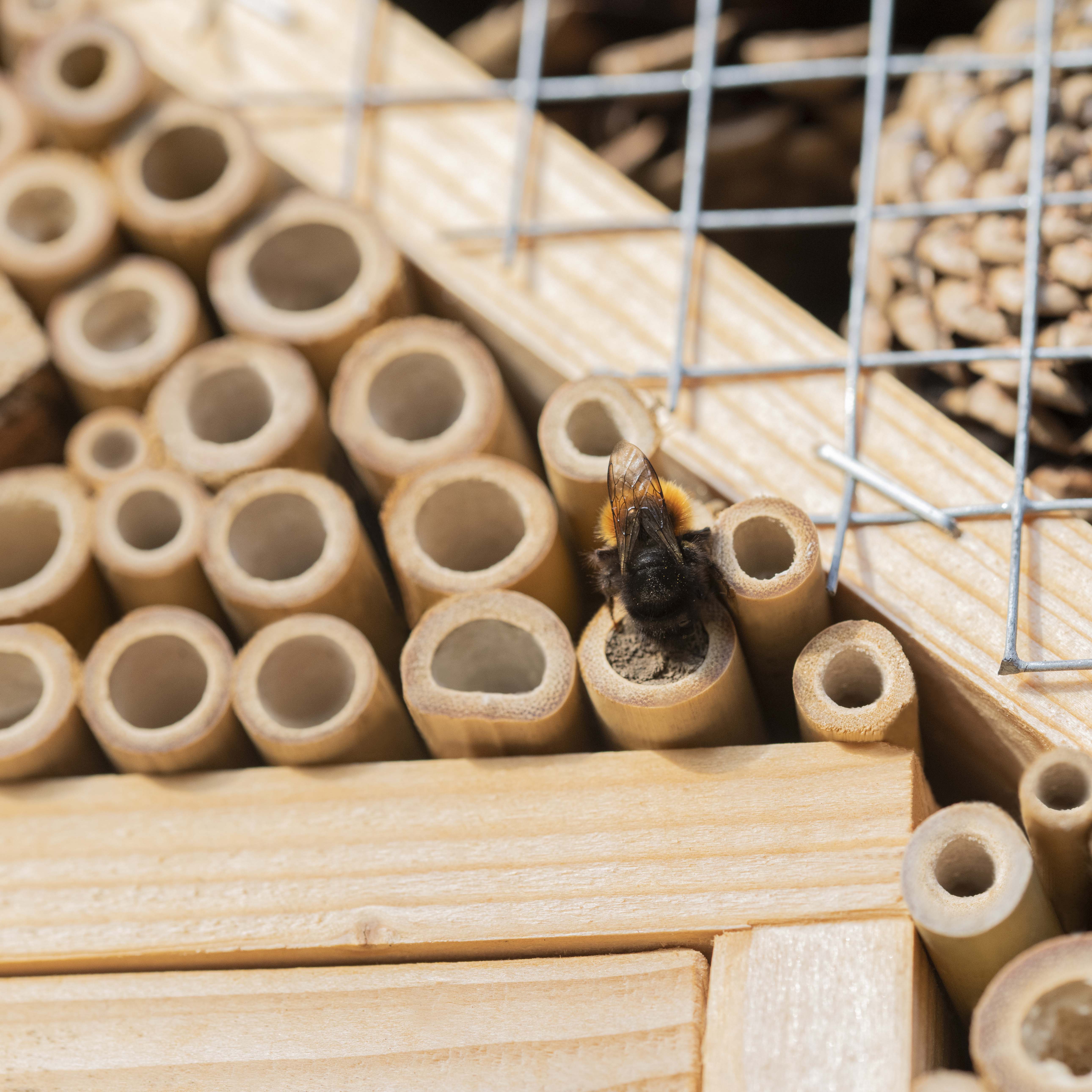 Schon bei den ersten warmen Sonnenstrahlen fliegen die Wildbienen aus auf der Suche nach Nistmöglichkeiten.
